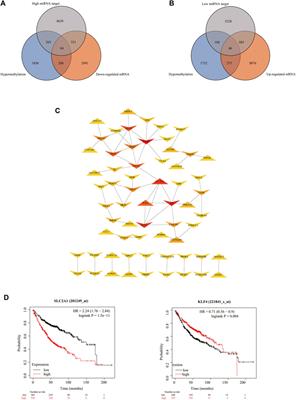 Epigenetic Alterations of DNA Methylation and miRNA Contribution to Lung Adenocarcinoma